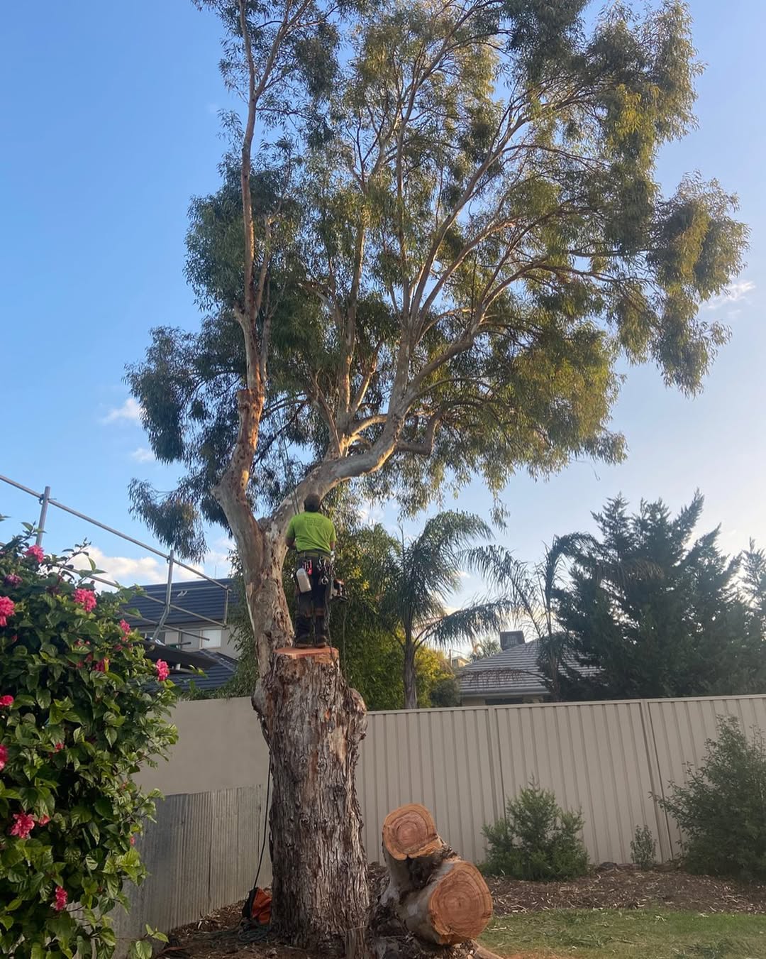 Professional Arborist Work