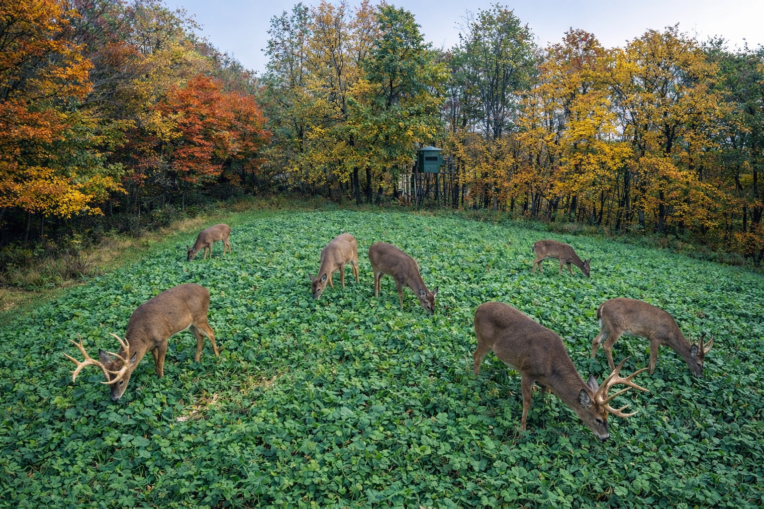 Food Plot Development