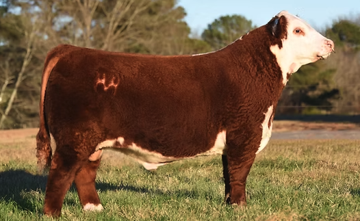 LOEWEN DCF DEFIANCE H49 ET