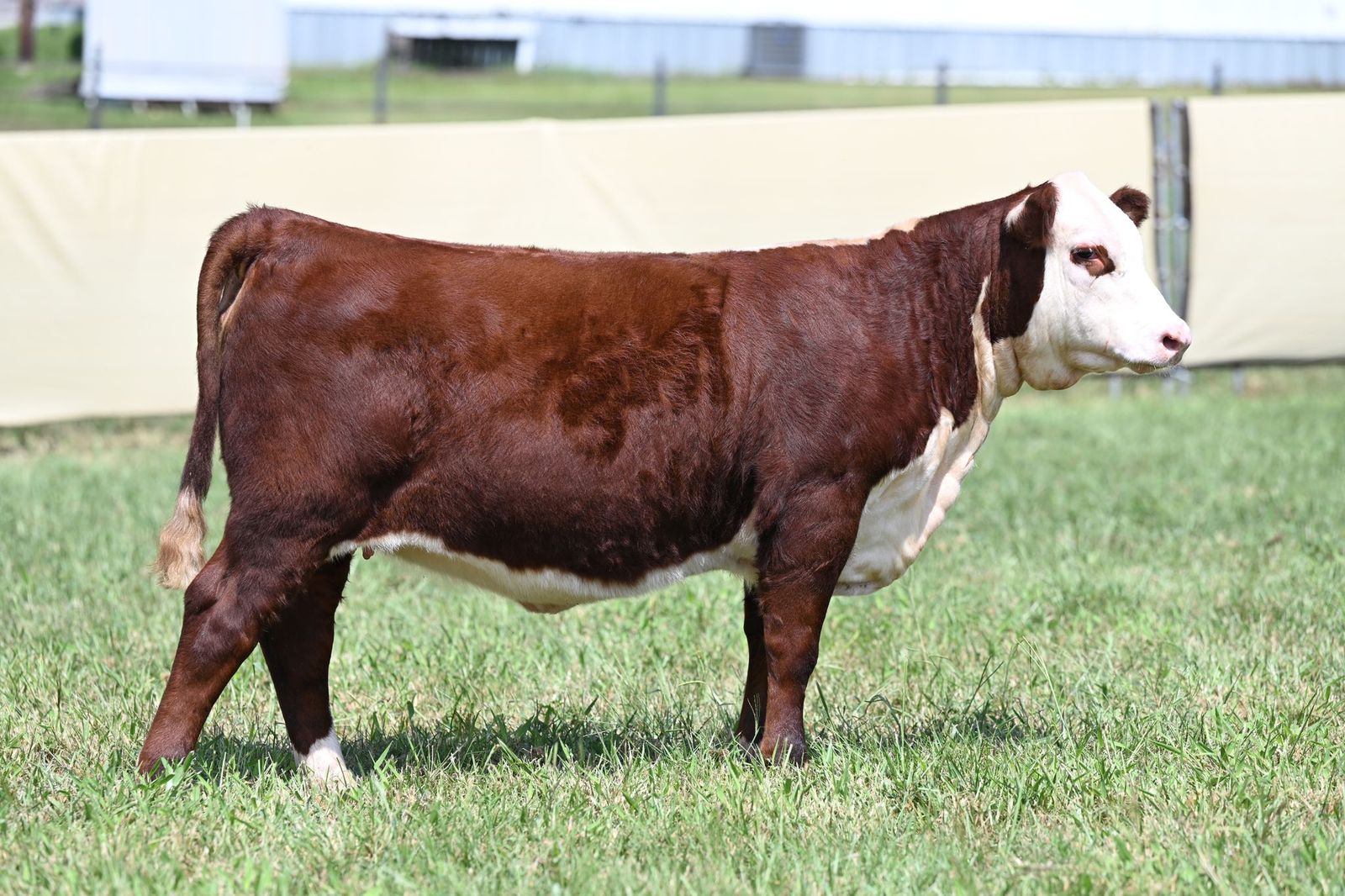 DCF J12 MS Cuda Belle 10N ET