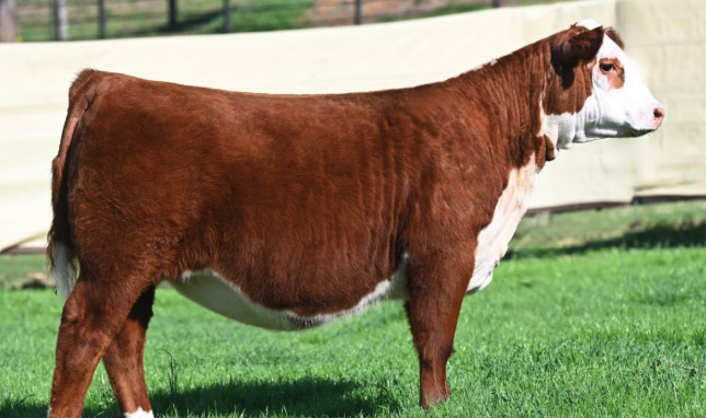 DCF 2446 ROSALIE 98N ET