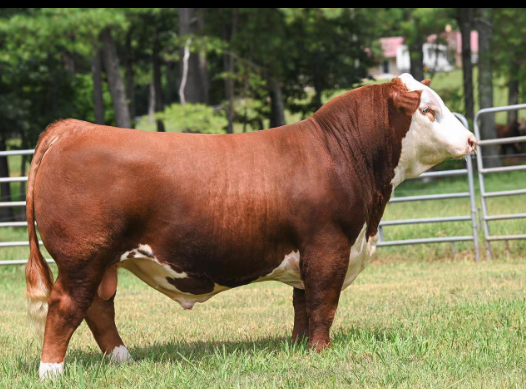 LAND SLINGER 2296 1046