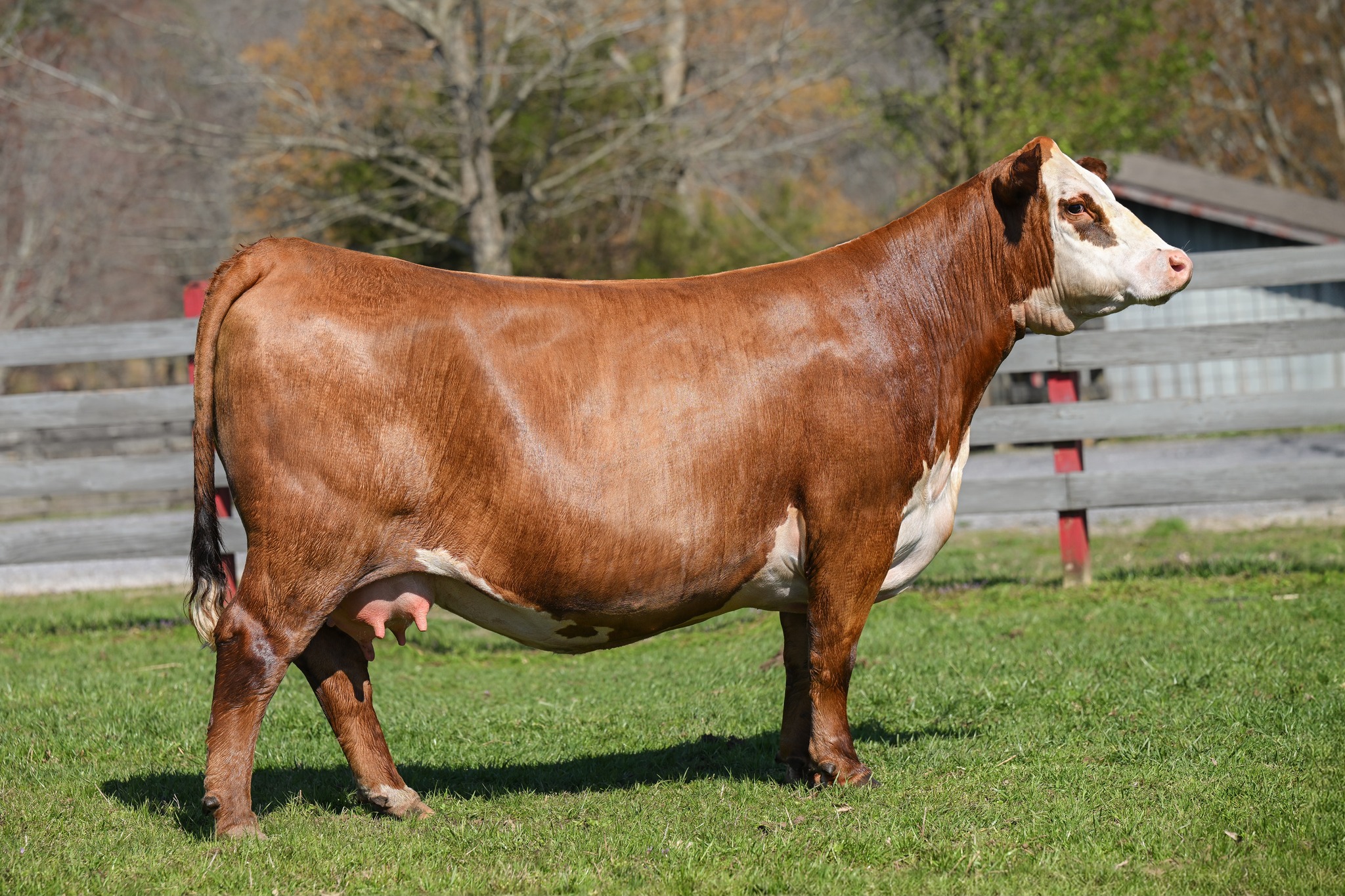 SFCC TRM Lady Endure 0244 ET