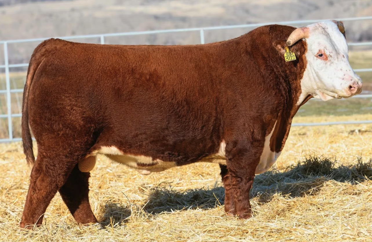 Churchill Stanfield 3122L