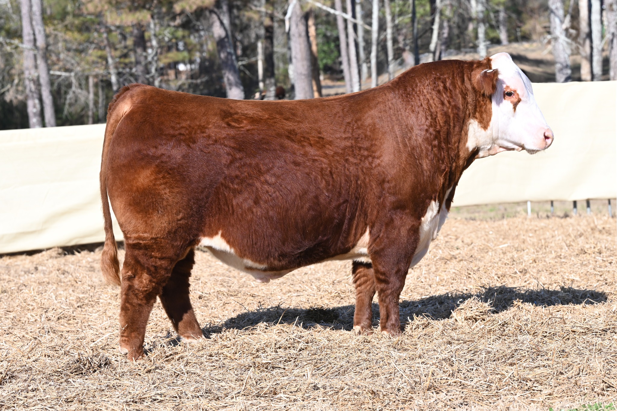 DCF WHR CENTENNIAL 61M