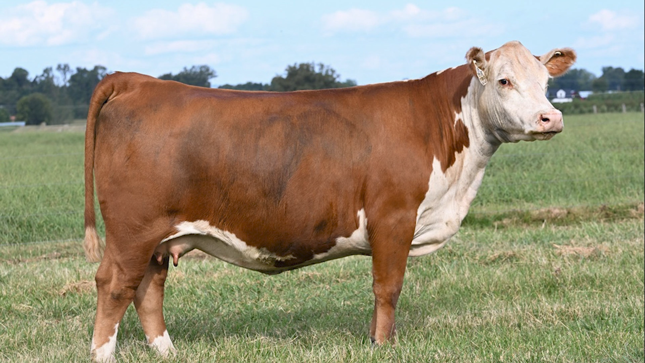 WHR 8G 809F BEEFMAID 937JET