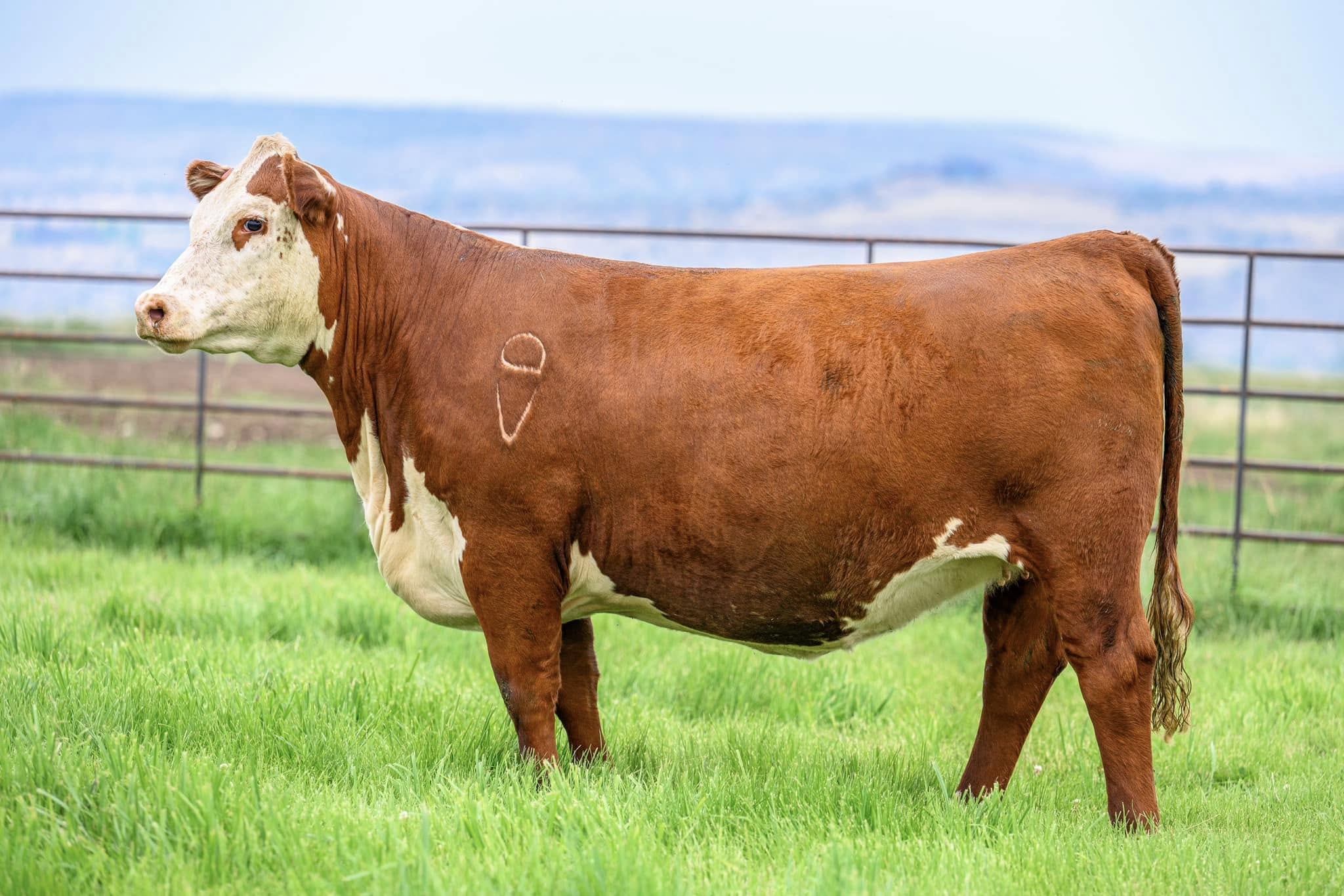 Churchill Lady 3121L ET