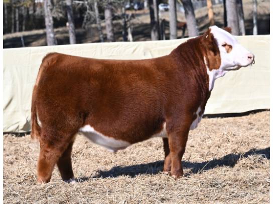 DCF 0244 RENAGADE 51N ET