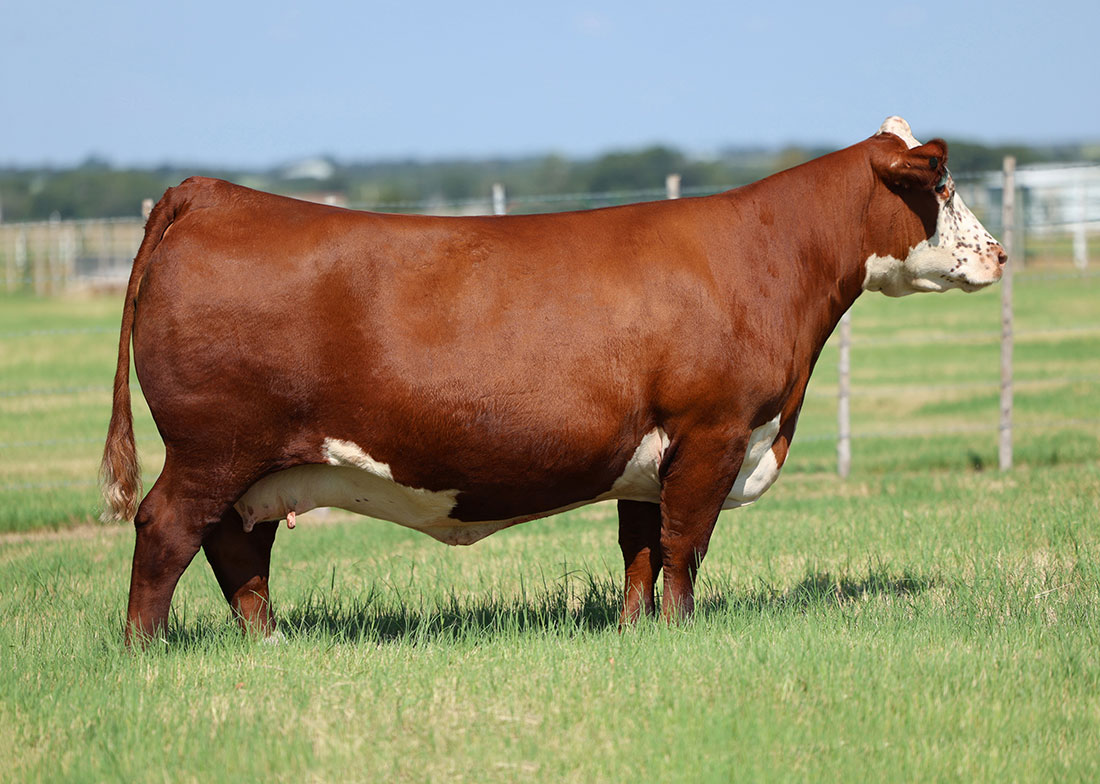 Churchill Lady 023H ET