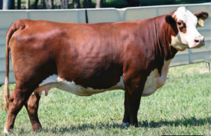 BLZ 173D Gemini 7233 J027ET