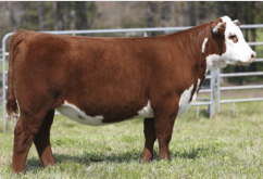 DCF 8022 MS GENESIS J51 ET