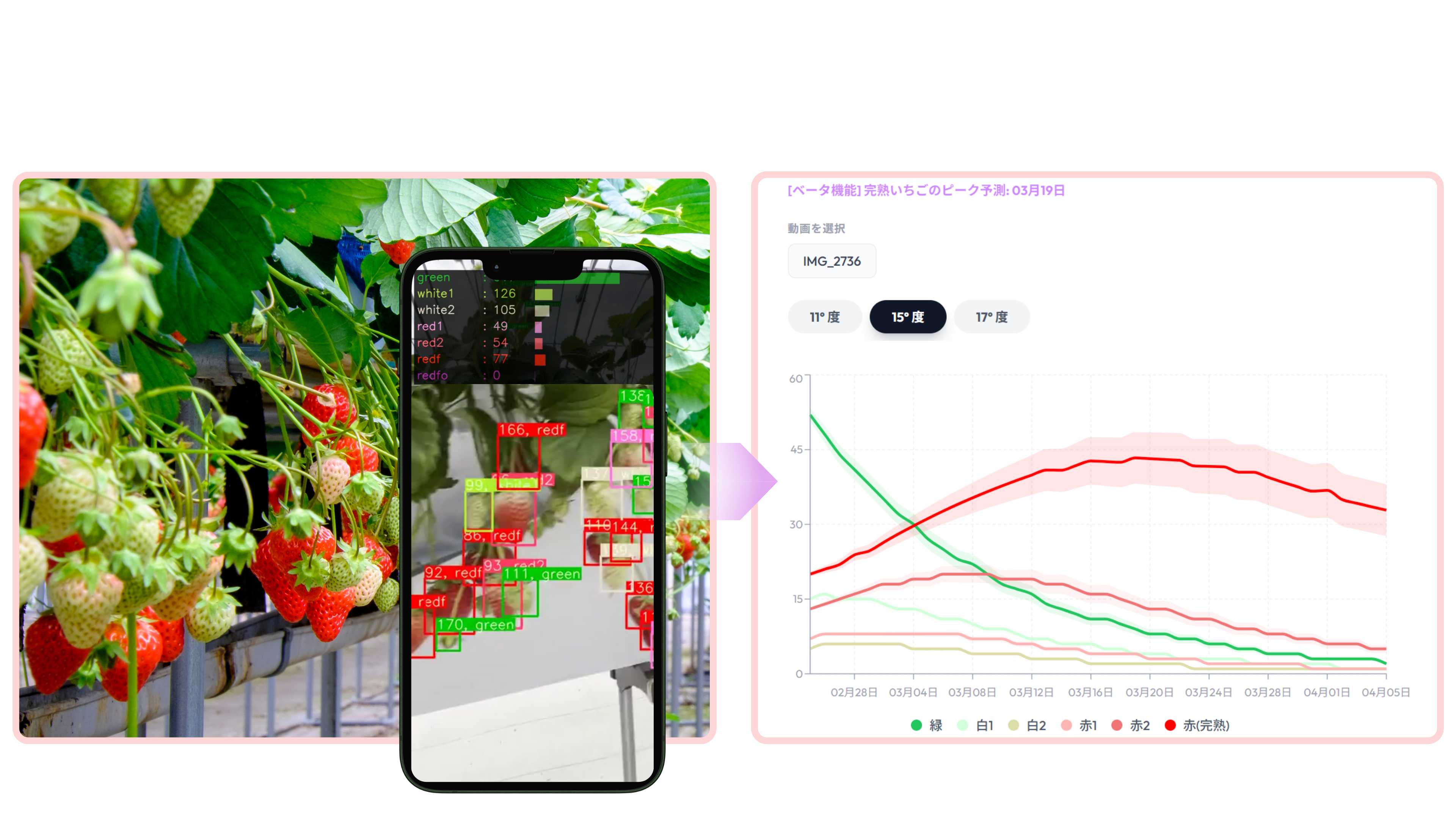 Individual Close-Range Yield Estimation BerryCast