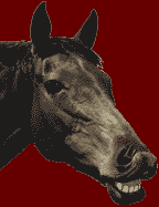 Animated running horse GIF decoration on a custom website developer portfolio