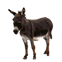 Animated donkey GIF decoration on a Geocities style custom website portfolio