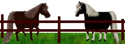 Animated horse banner GIF on a Connecticut custom website developer about page