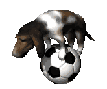 Dog balancing on a ball animated GIF on a retro web design about page