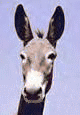 Animated donkey GIF on a Connecticut custom website developer personal page