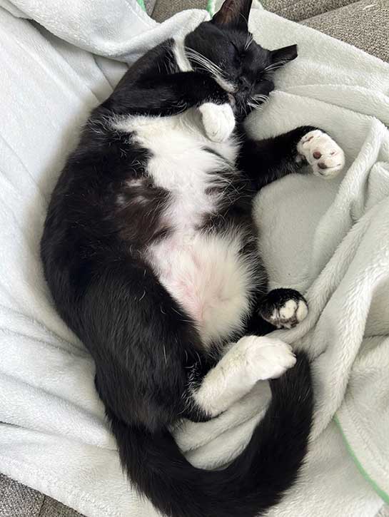 Donut belly time 😻