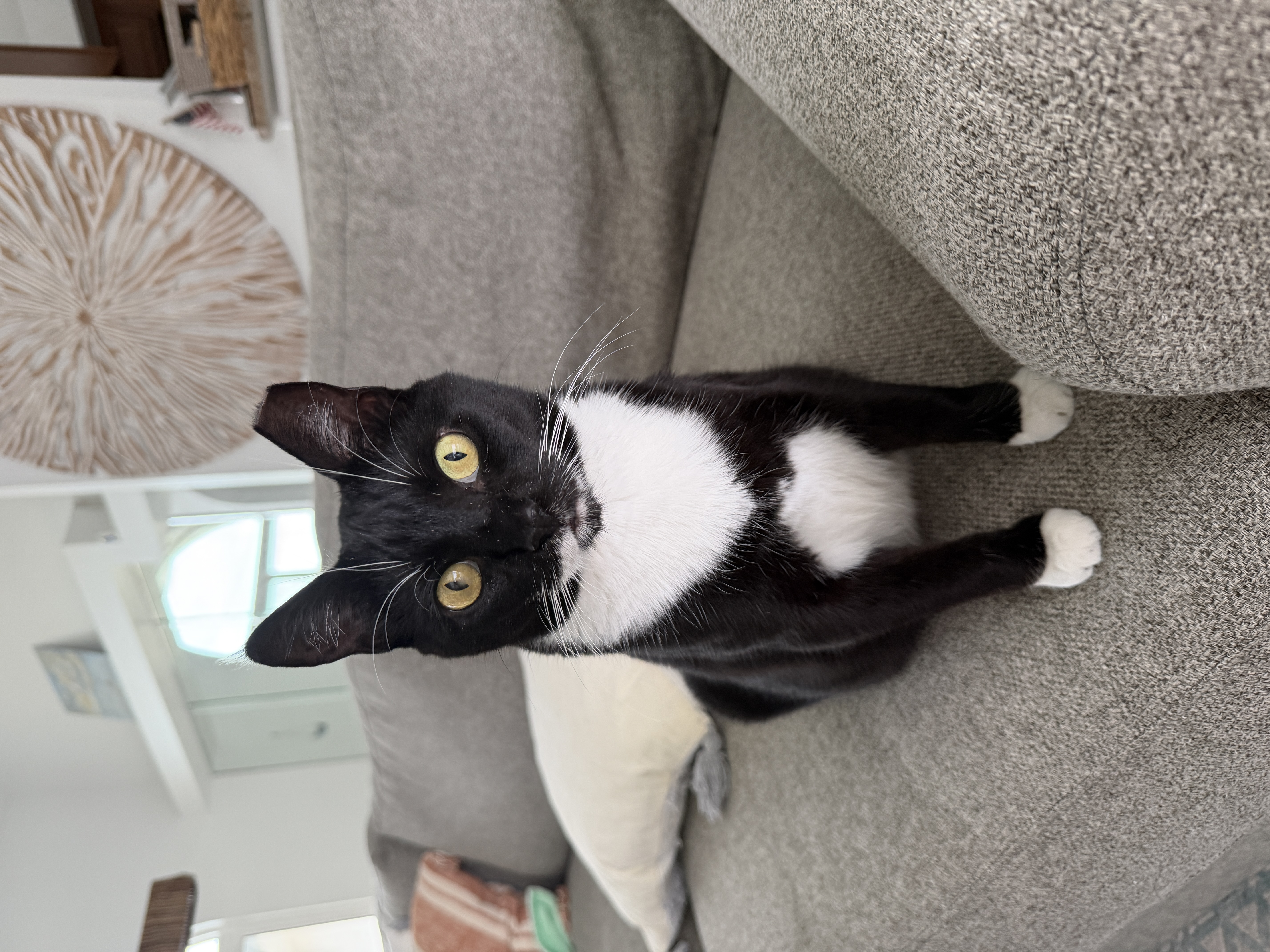 Donut the tuxedo cat