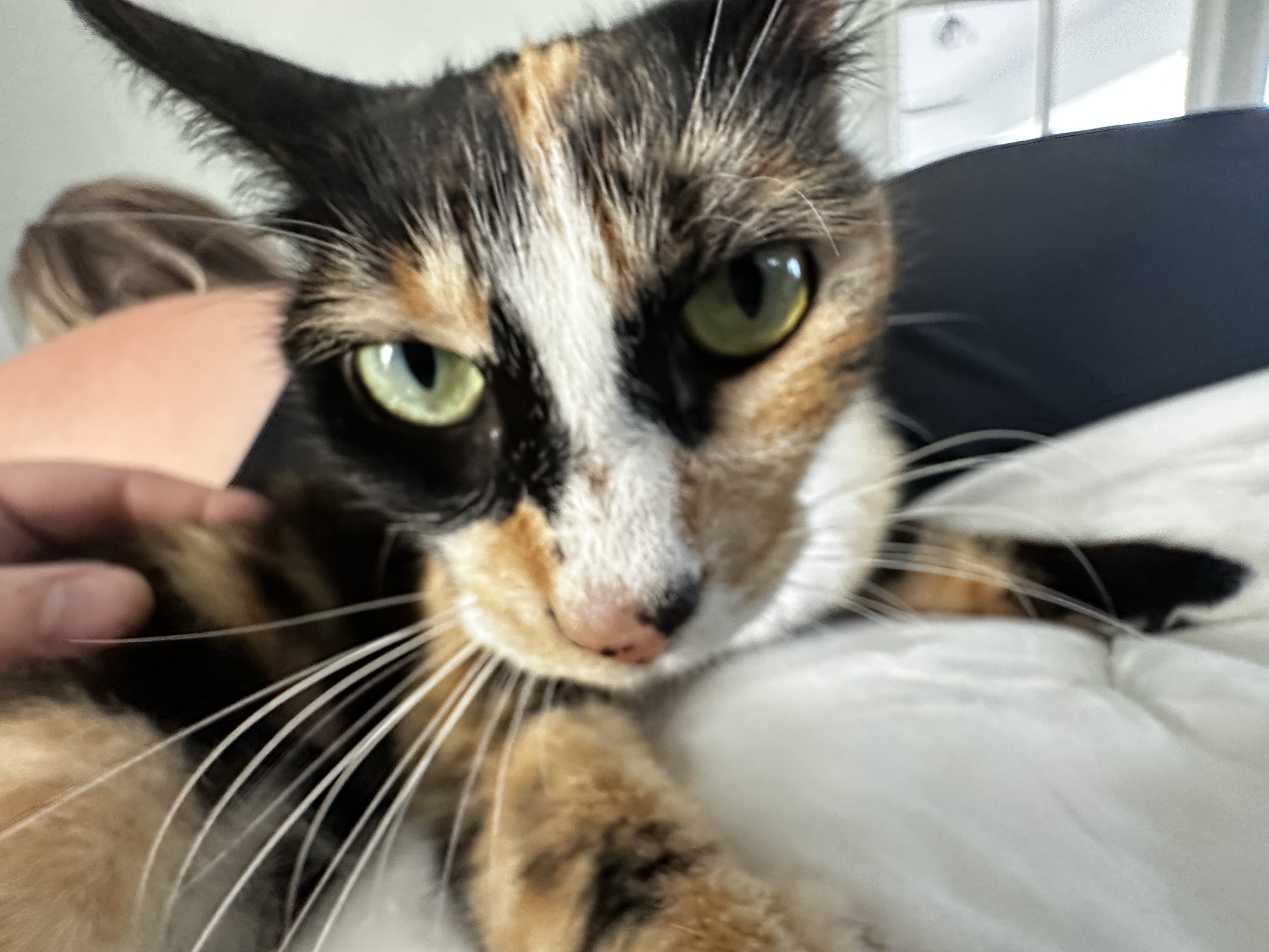 Pony & Donut Forever 🐾