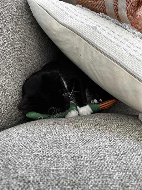 Donut loves fish 🐟