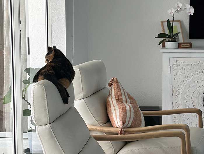 Pony on the chair 🪑