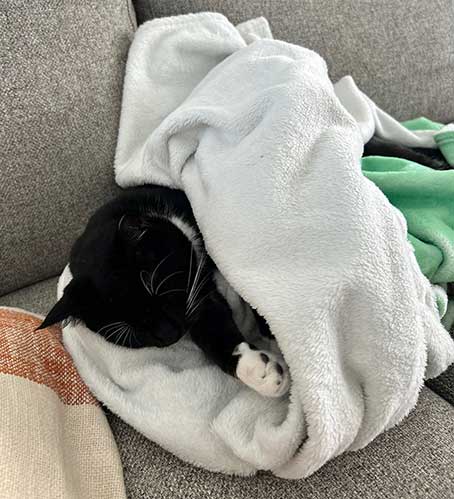 Donut on the blanket 🛋️