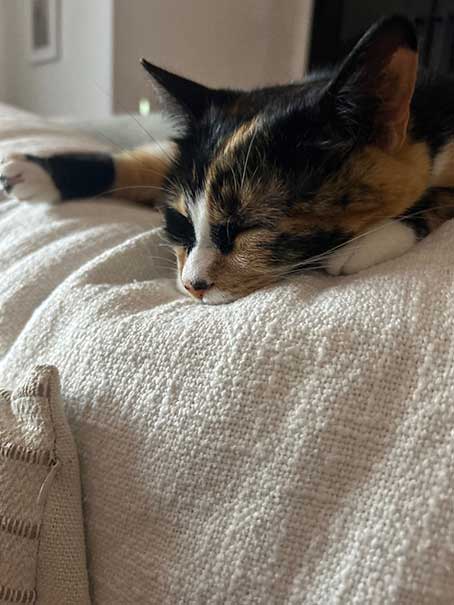 Sleepy Pony closeup 🌙