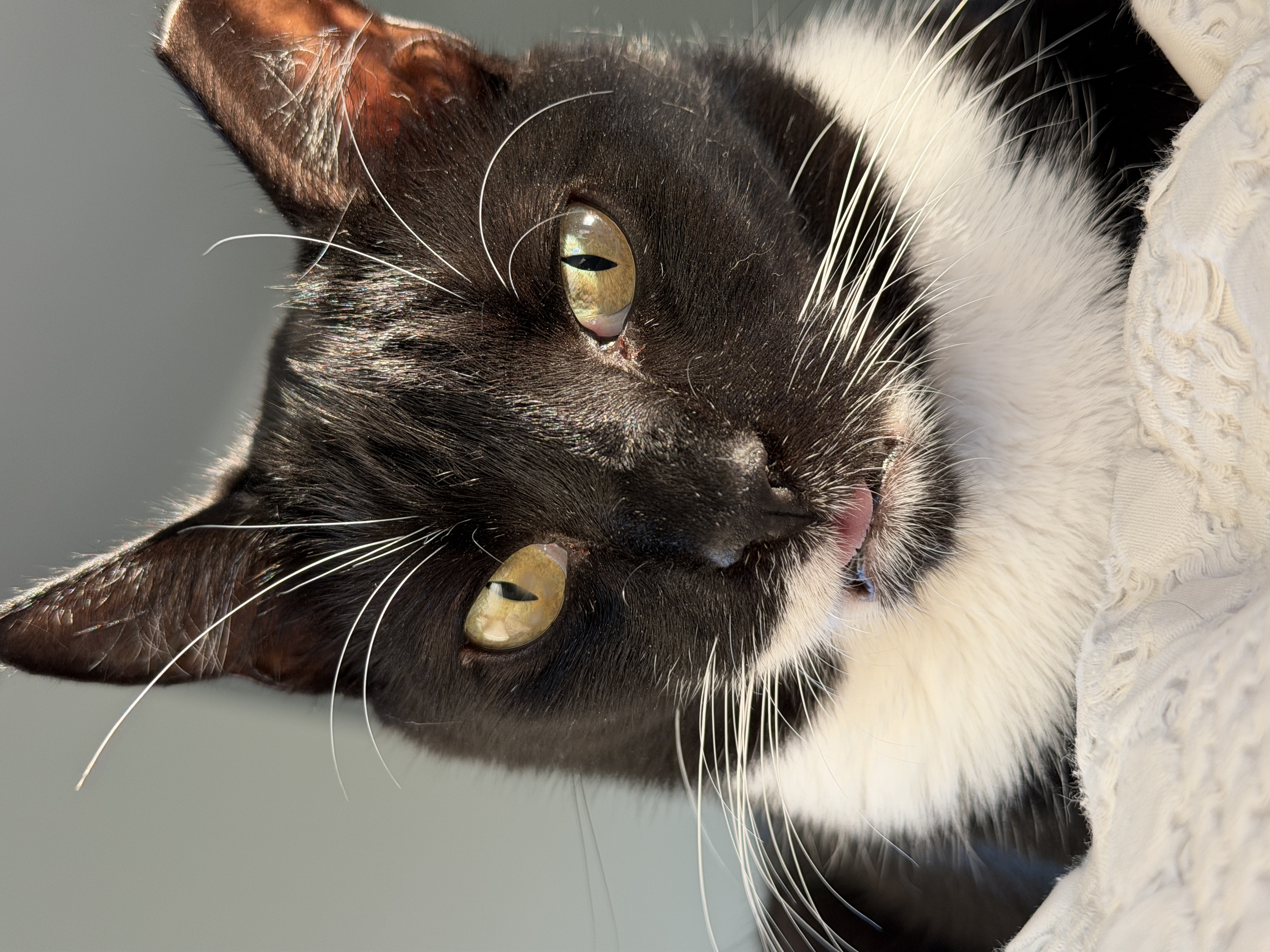 Donut, blep in the sunshine