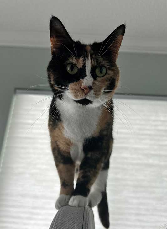 Pony perched up high 🐱