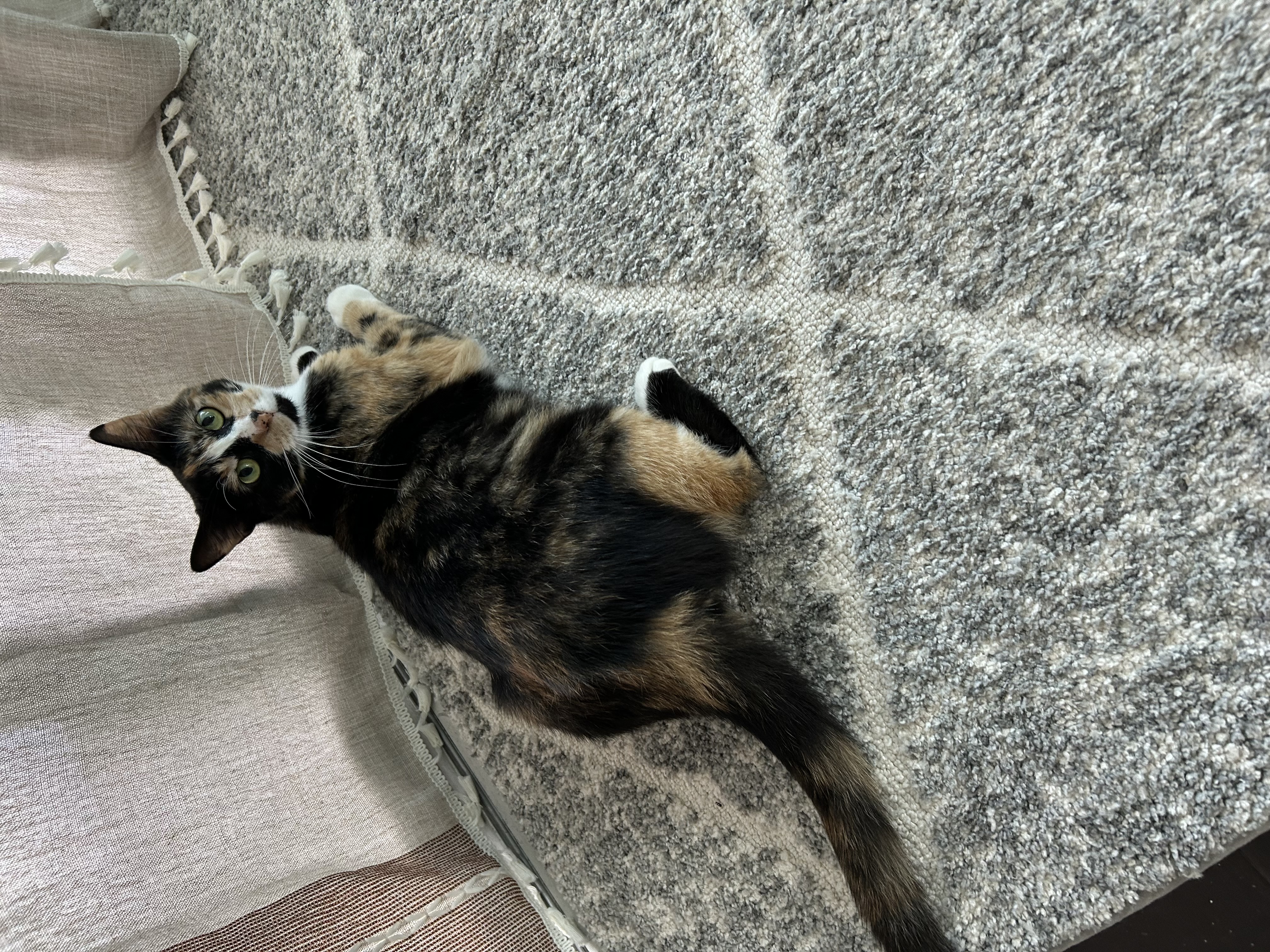 Gulf Coast Vibes 🌊