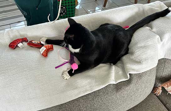 Donut & all the toys 🧸