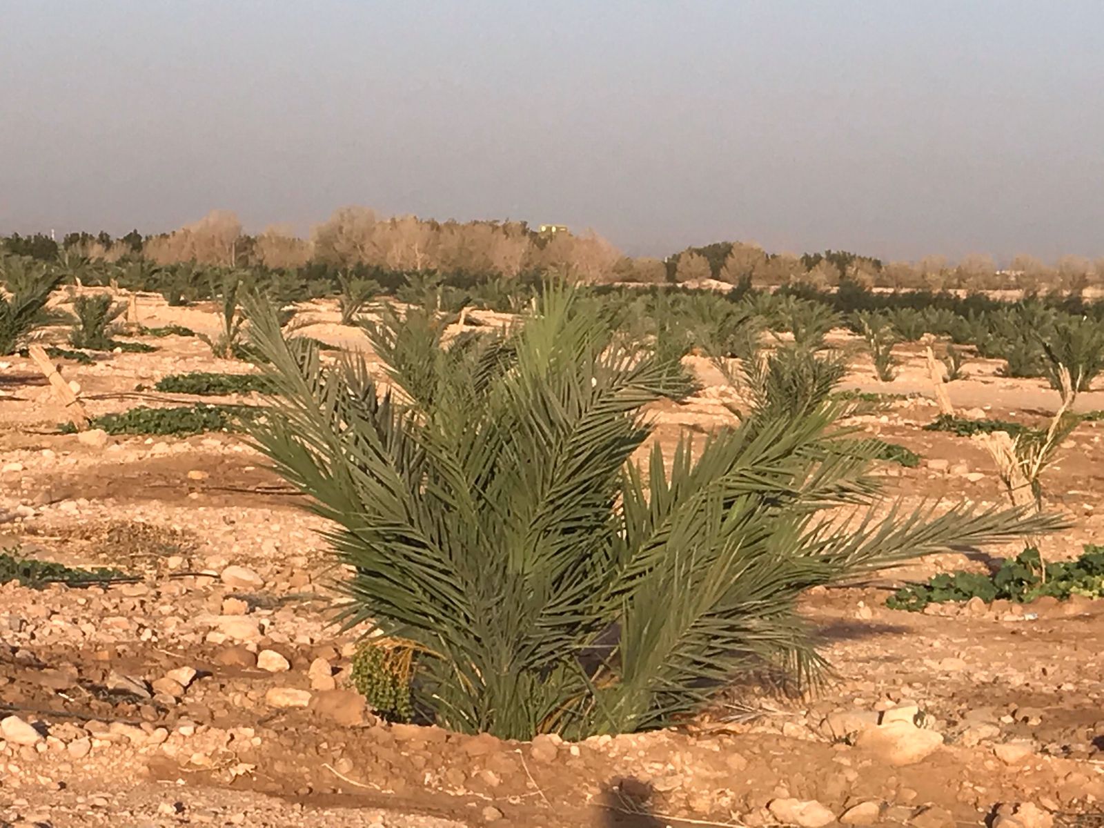 Community in Esna, Upper Egypt