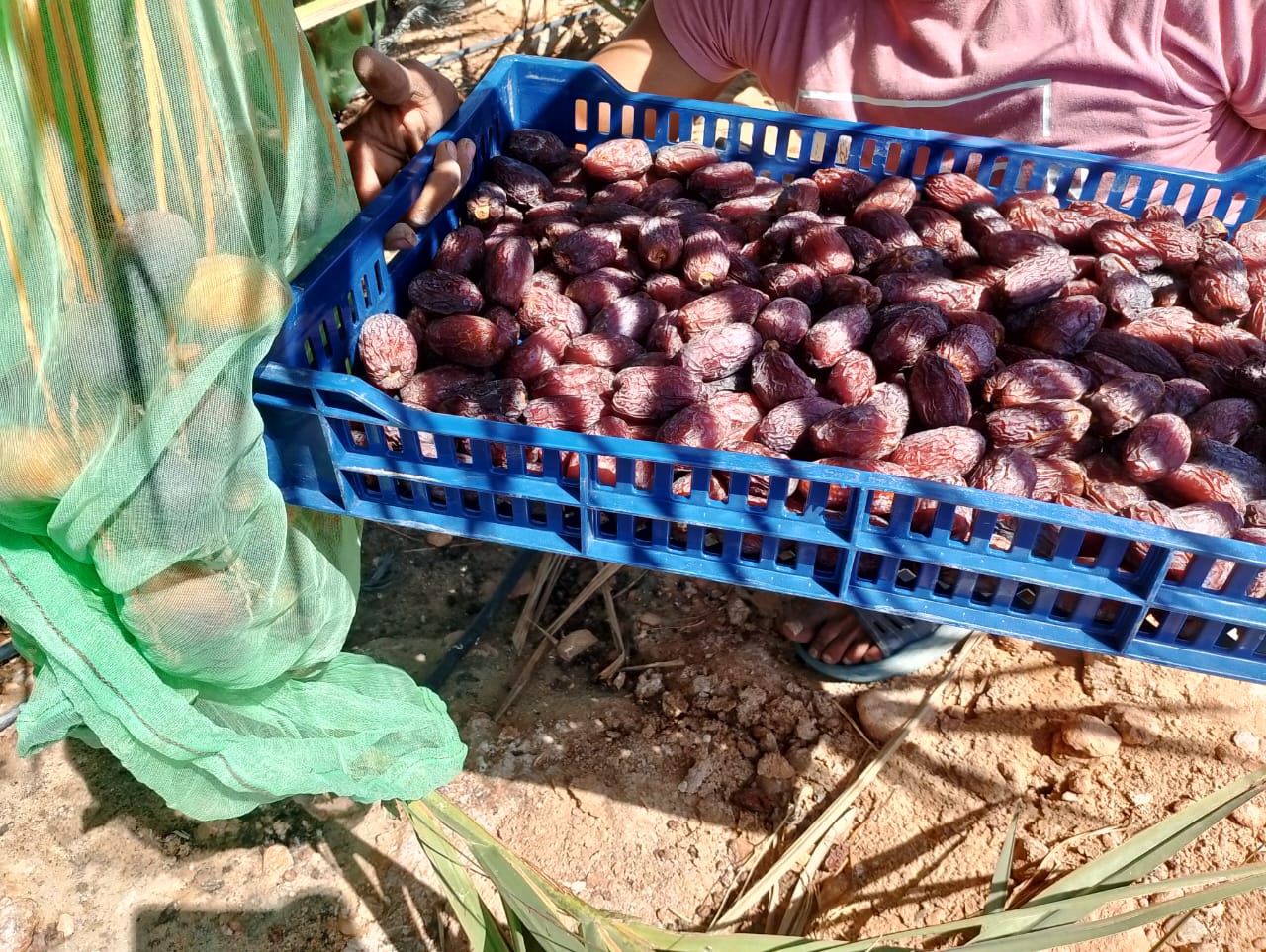 Community in Esna, Upper Egypt