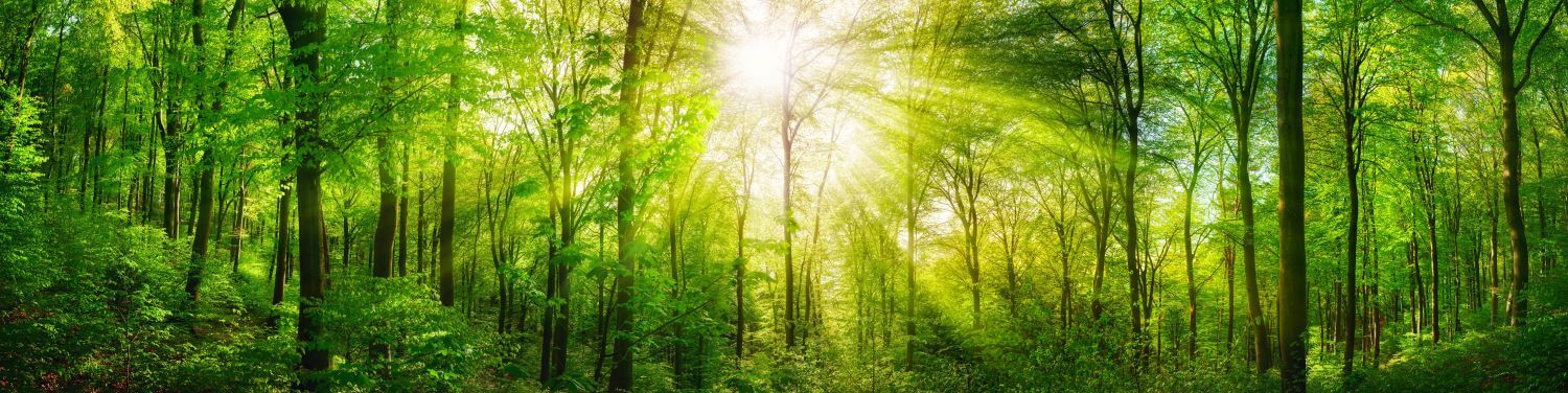 Green Legacy GmbH