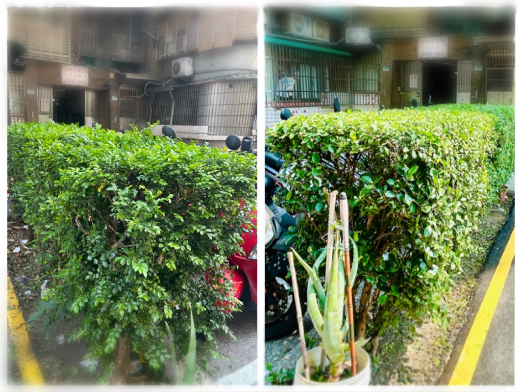 台北市大安區・植栽修剪整形