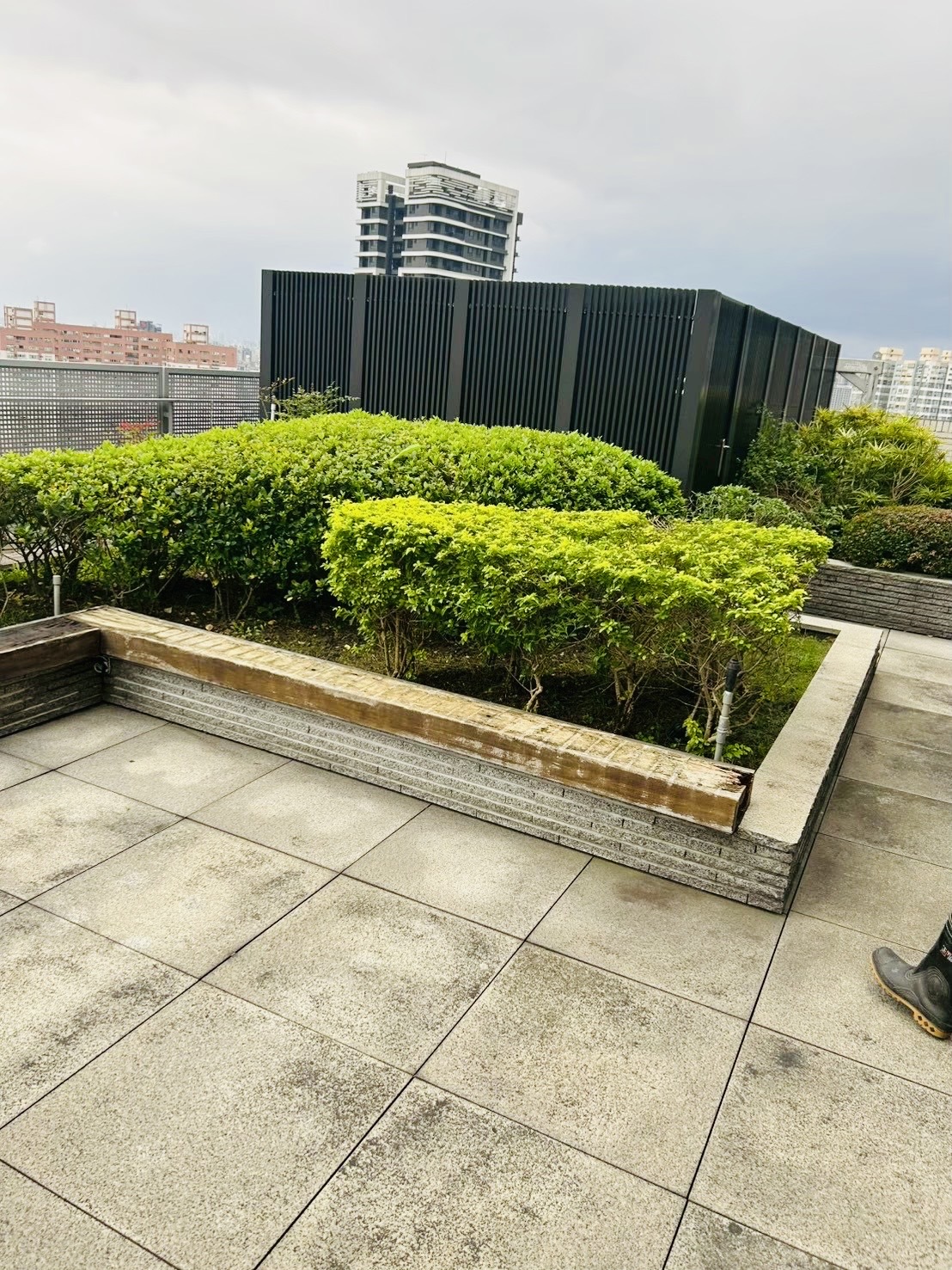樹匠園藝樹木移植作業,工人以麻布緊密包裹大型喬木根球,準備吊車搬運至新植地