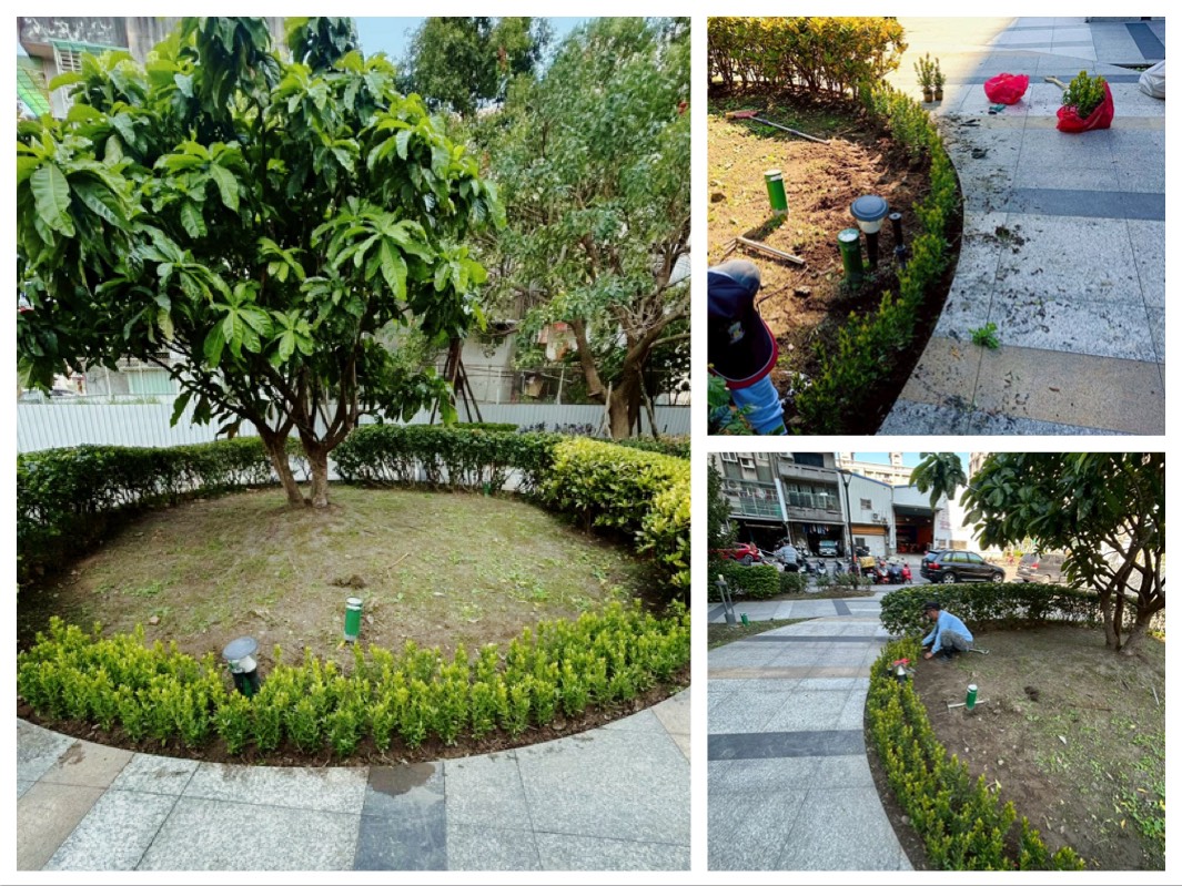 樹匠園藝草坪割草完工實況,台北市住宅庭園草坪修剪至標準高度,邊緣線條俐落整齊