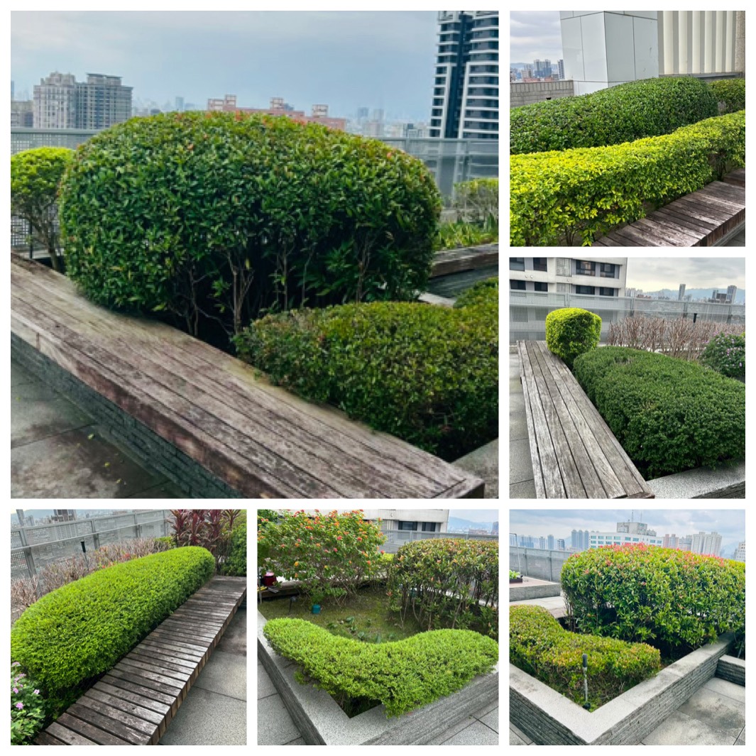新北市板橋區・屋頂花園完工
