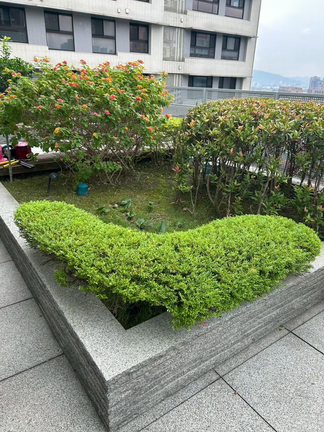 樹匠園藝使用吊車吊運包好根球的大樹,確保移植過程中根系完整不受損傷 樹匠園藝使用吊車吊運包好根球的大樹,確保移植過程中根系完整不受損傷
