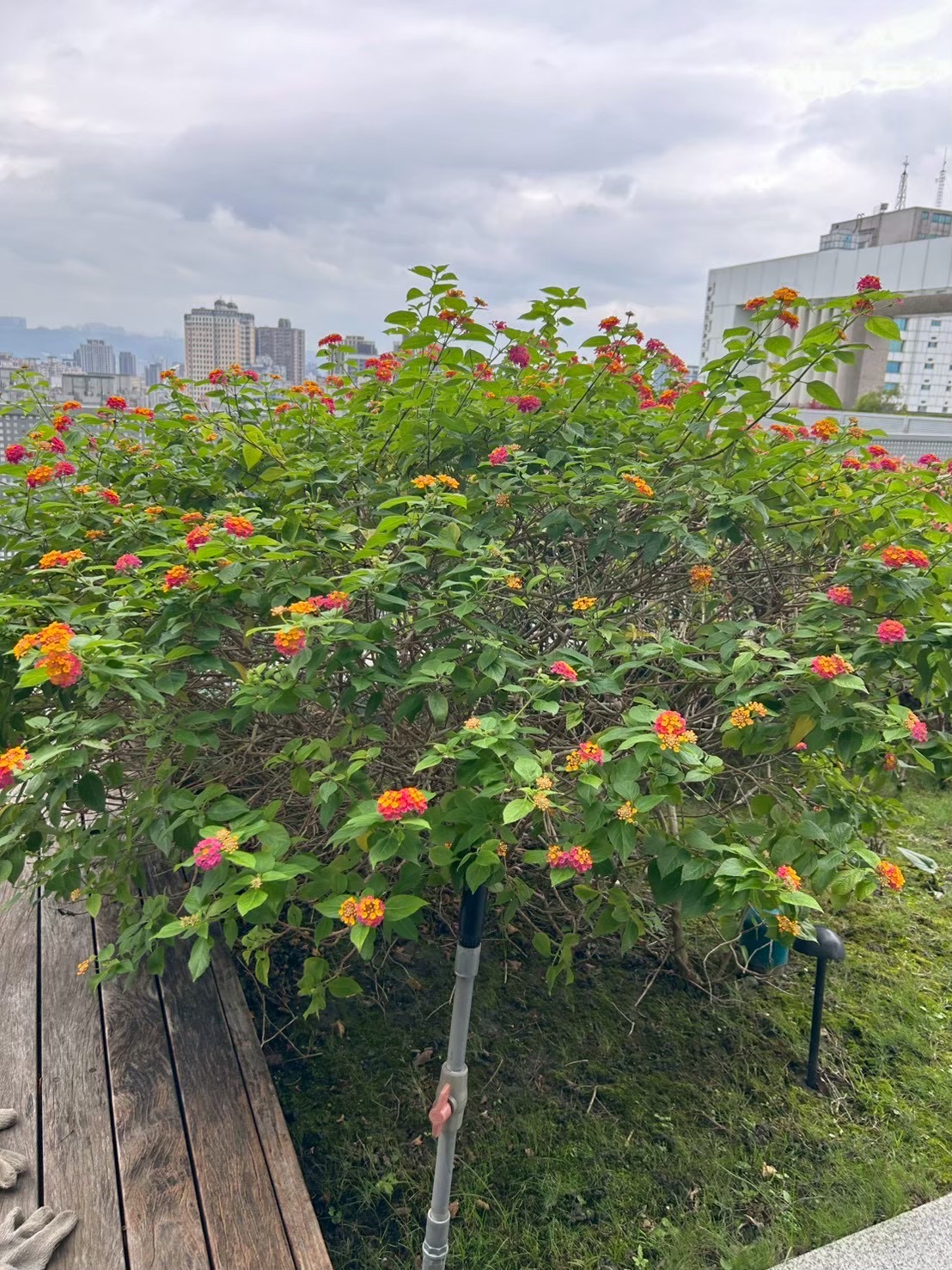 樹匠園藝社區花圃季節性換植完工,應景花卉整齊排列,為社區住戶帶來舒適宜人的生活環境