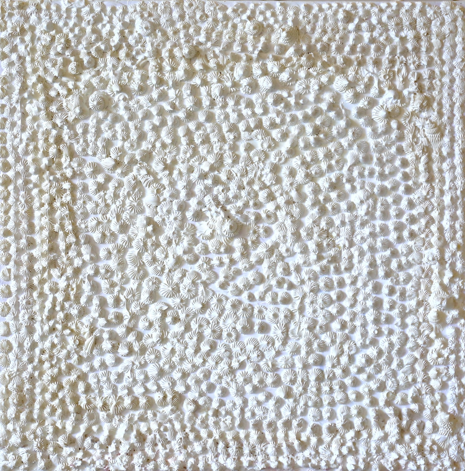 Myriad White Starbursts (100cm_100cm)