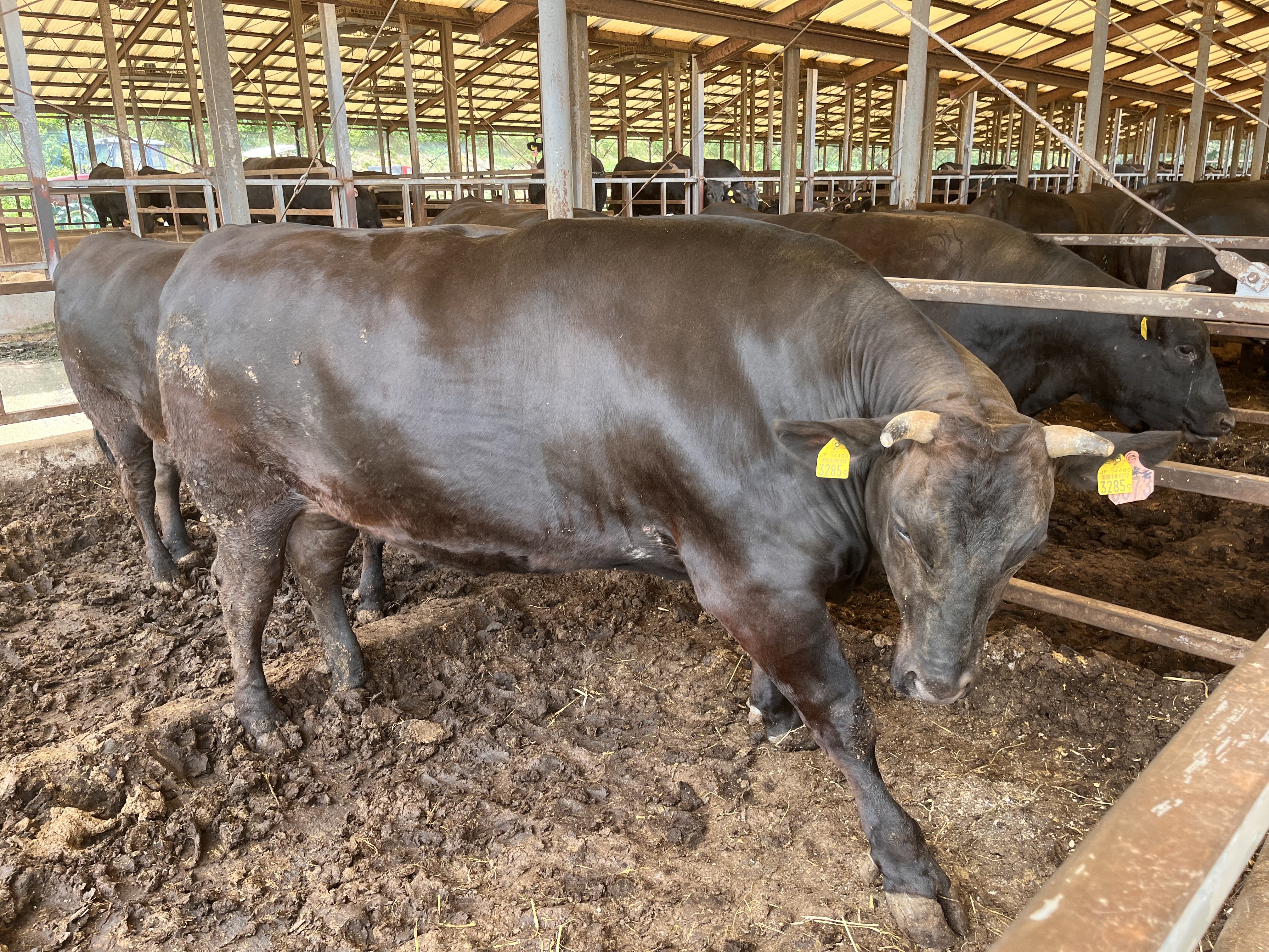 Premium Japanese Wagyu