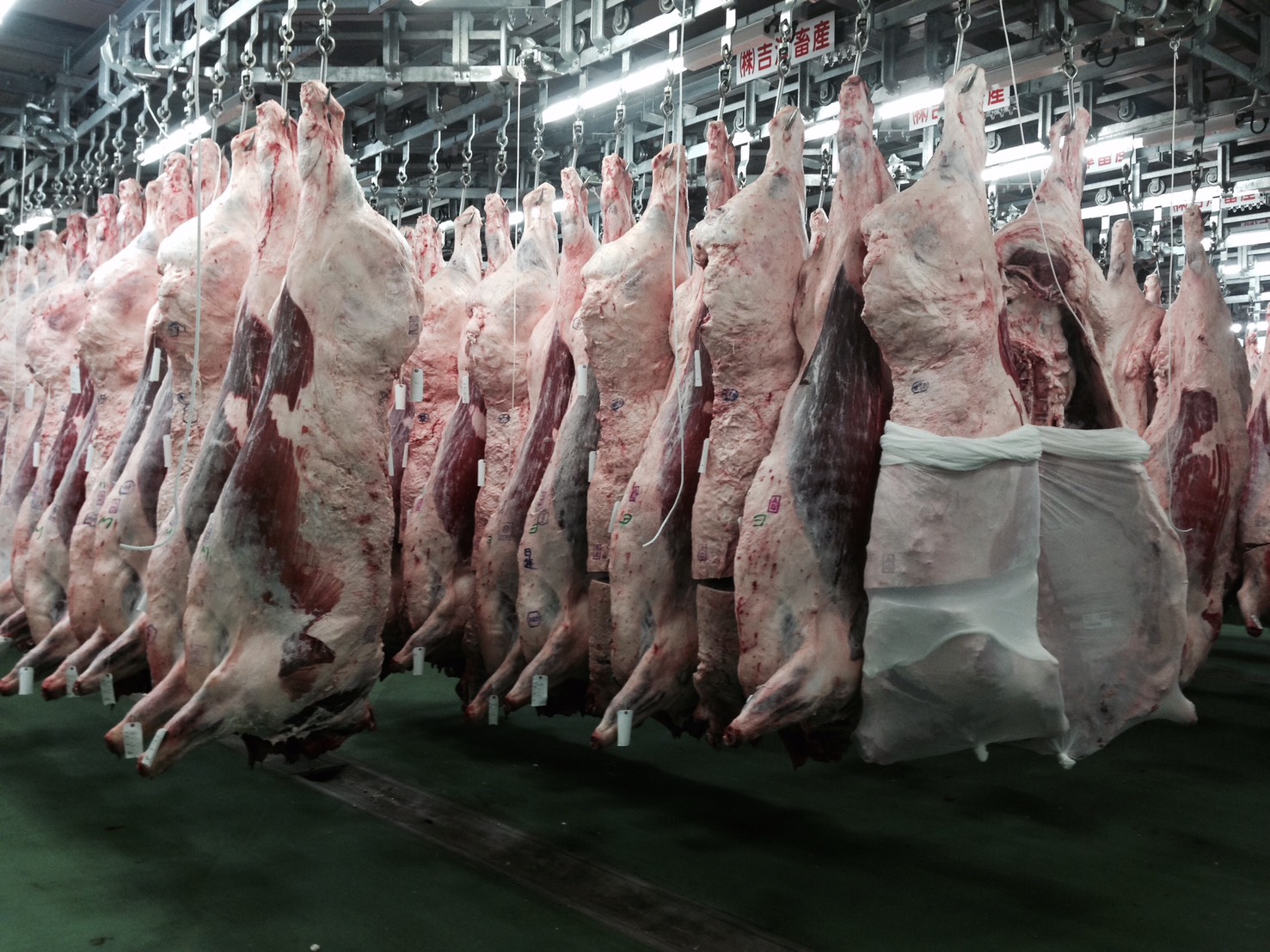 Other Japanese Wagyu / F1 Crossbred & Cull Cow Available