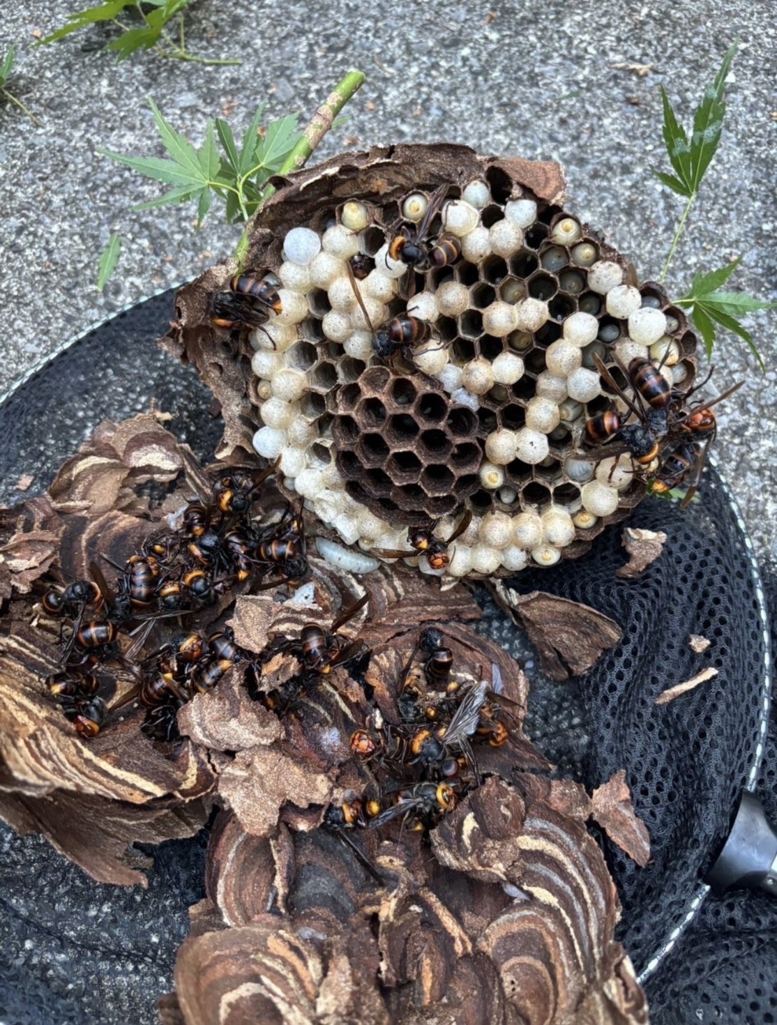 蜂の巣の駆除・撤去作業