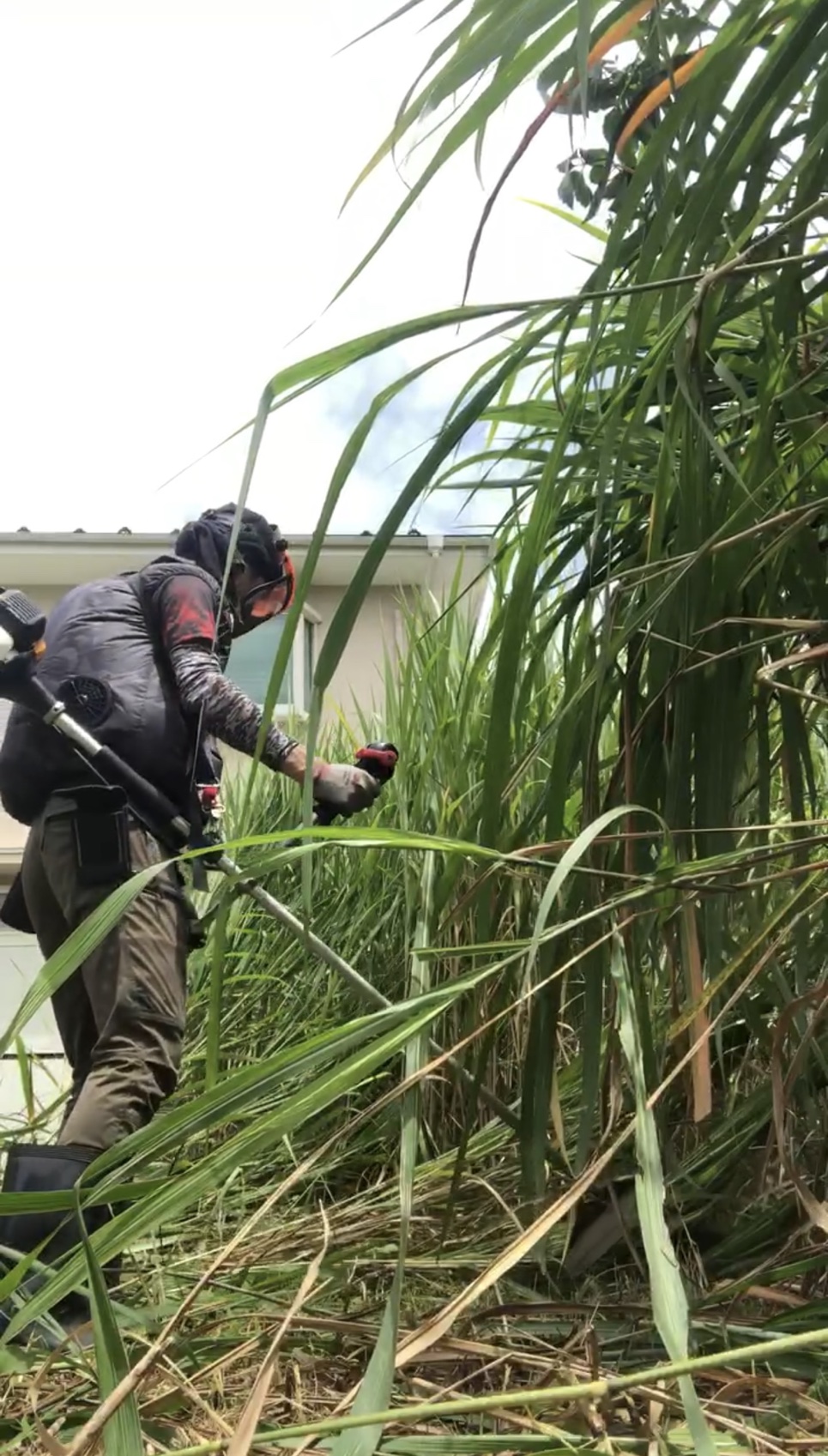 背丈2メートル超え・500㎡の大規模草刈り