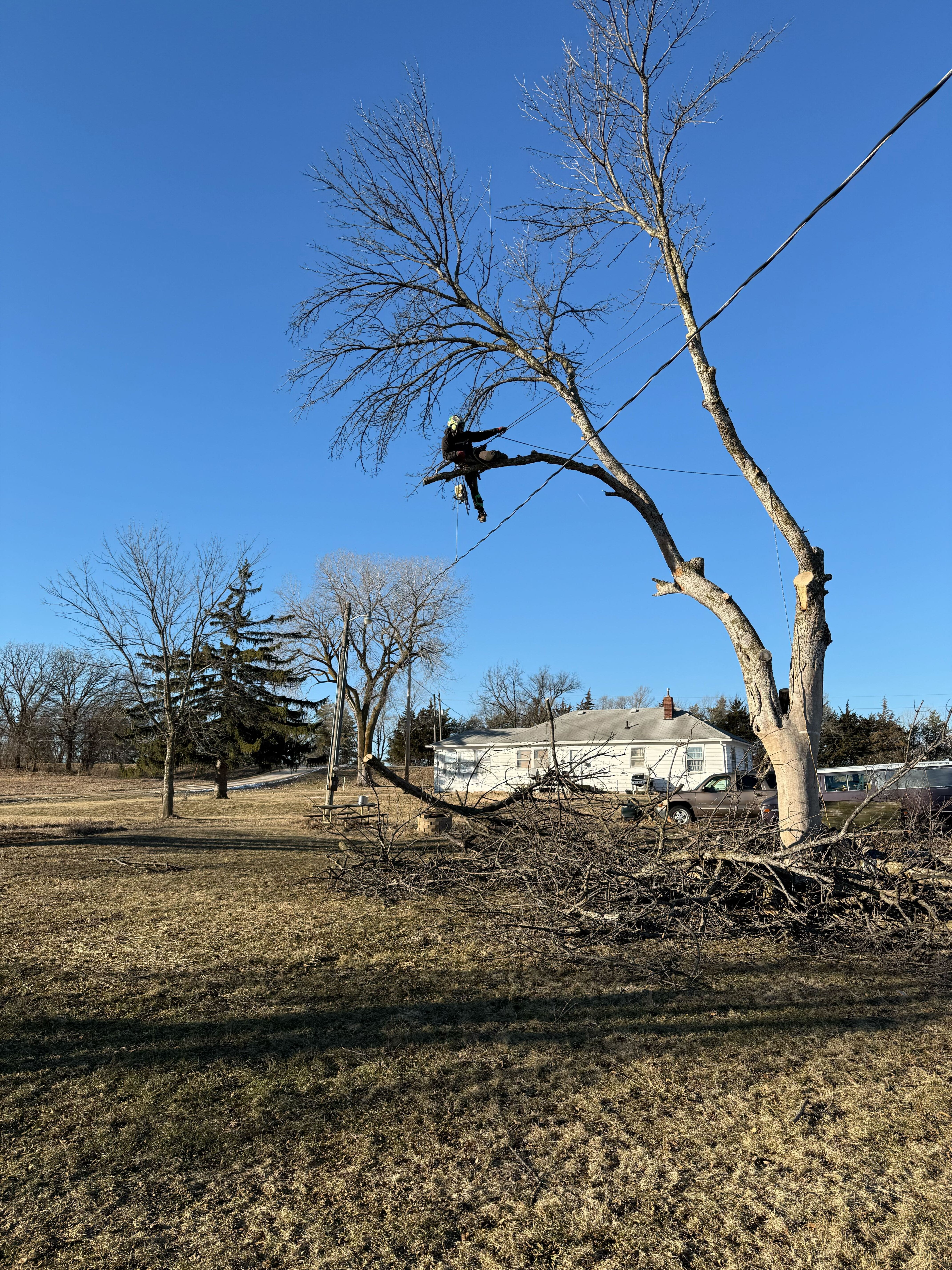 Tree Pruning — Des Moines