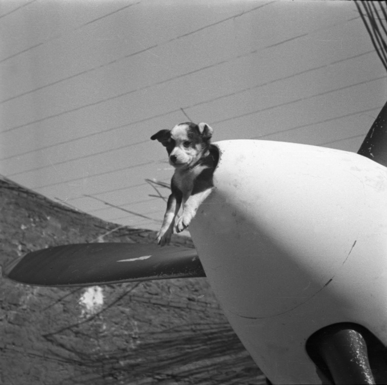 1000 Scatti di Guerra – fotografia 3 del reportage di Nicola Virgilio Squadriglia con la mascotte del gruppo – scatto storico inedito da 1000 Scatti di Guerra, Nicola Virgilio