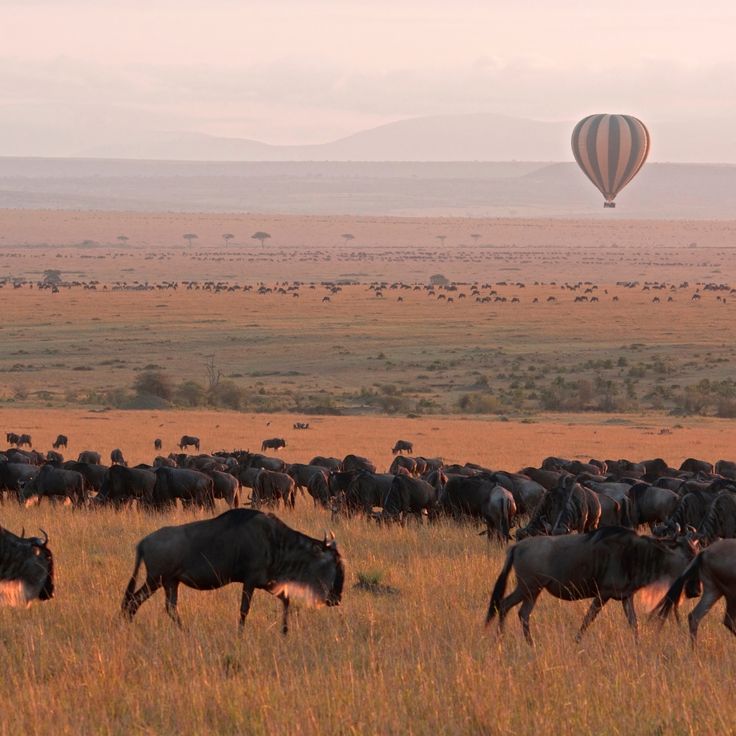 Masai Mara Safari Adventure