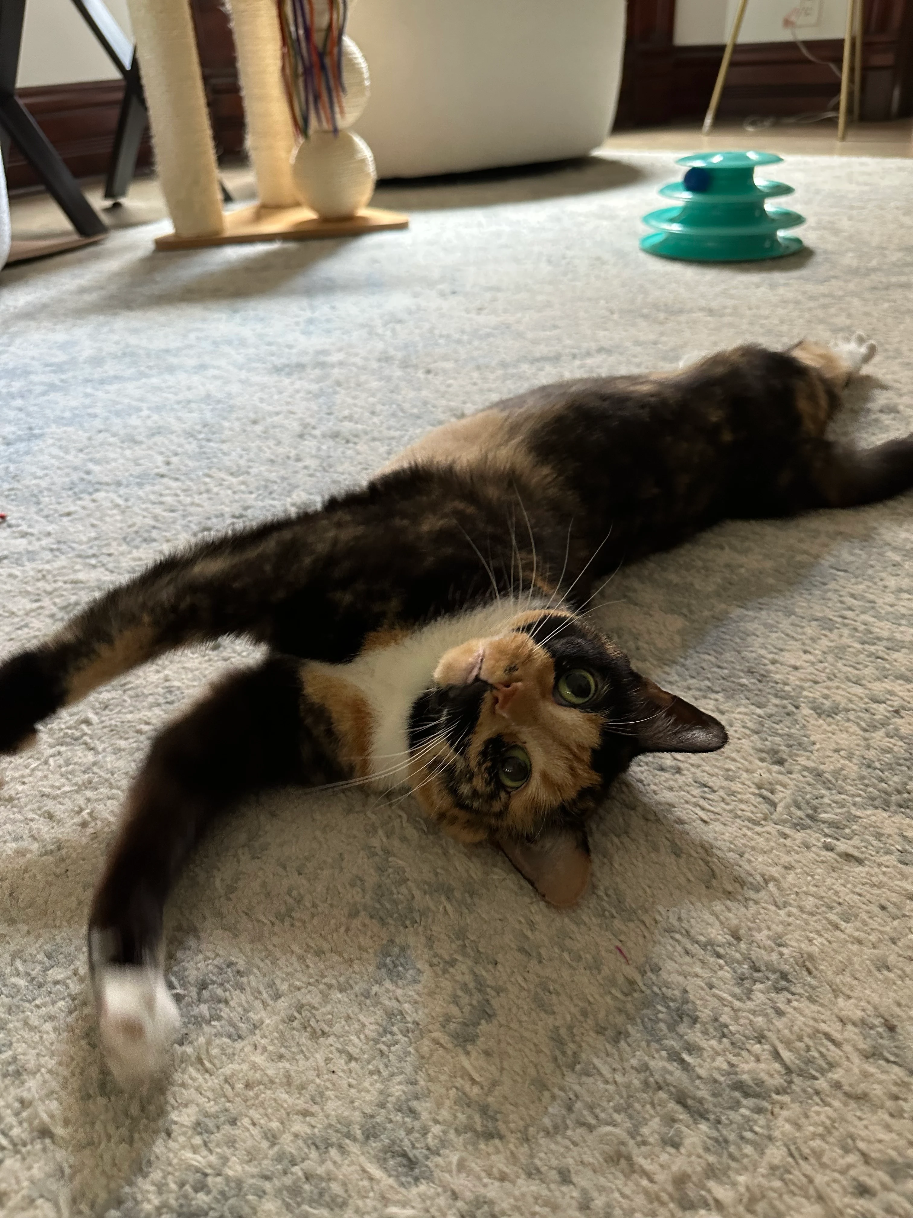 Happy cat relaxing at home